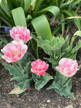10 Double Early Foxtrot Tulip Bulbs - Tulipa Double Early
